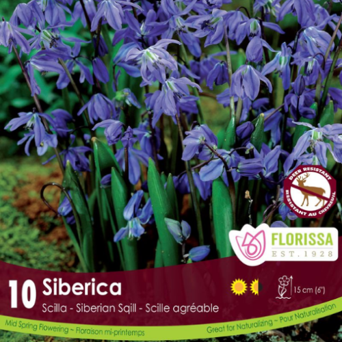 Bulbes de Scilla 'Siberica'