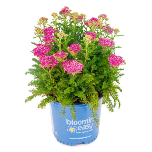 Achillea millefolium 'Milly Rock Rose' - 1g