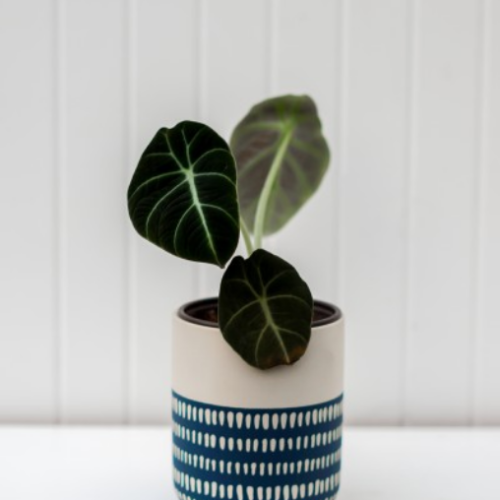 Alocasia reginula 'Black Velvet'