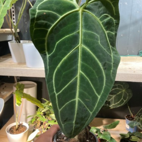 Anthurium regale - 4"
