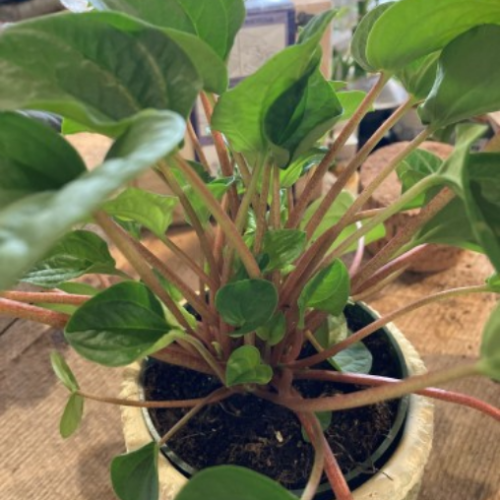 Peperomia albovittata 'Rana Verde'