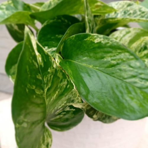 Epipremnum aureus 'Marble Queen'