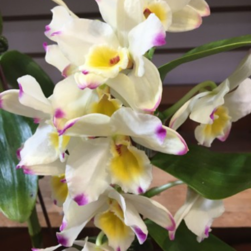 Dendrobium nobile – Ochidée bambou