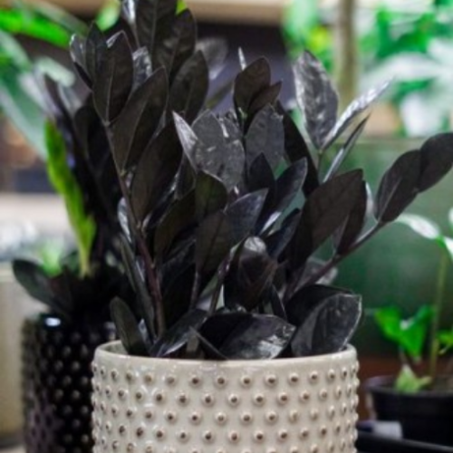 Zamioculcas zamiifolia 'Midnight' - 'Raven'