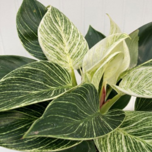 Philodendron erubescens 'Birkin'