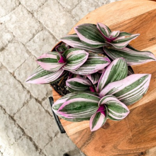 Tradescanthia albiflora 'Nanouk' ou 'Bubble gum'