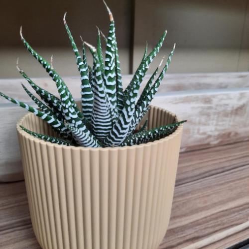 Haworthia 'Super White' - 4"