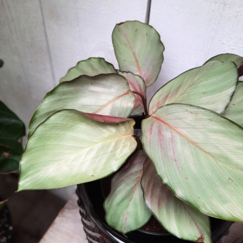 Calathea 'Silver Plate' - 6"