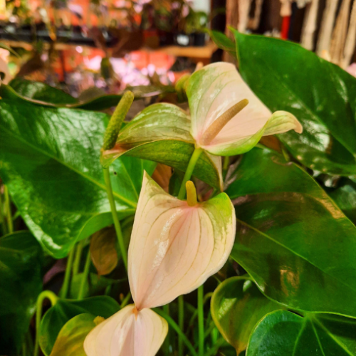 Anthurium 'Joli Lila' - 4"