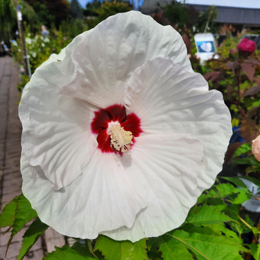 Hibiscus 'Ballet Slippers' - 3g