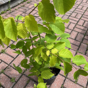 Corylus Americana - Noisetier d'Amérique