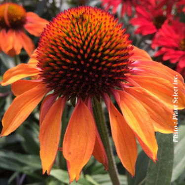 Echinacea Prima 'Ginger' -1g