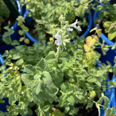 Nepeta racemosa 'Snowflake' - 1g