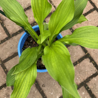 Hosta 'White Feather' - 1g