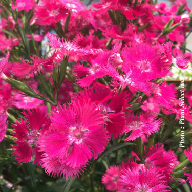 Dianthus Rockin 'Rose'