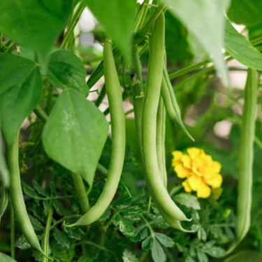 Haricot nain vert Provider - Semences
