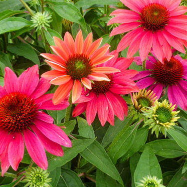 Echinacea Sombrero 'Tres Amigos' - 1g