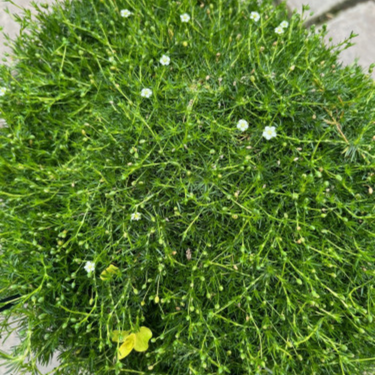Arenaria verna - Sagina subulata - 1g