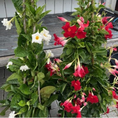 Mandevilla 'Teepee' - 12" - rouge ou blanc