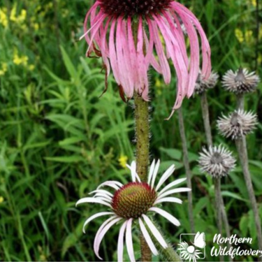 Echinacea pourpre pâle - Semences