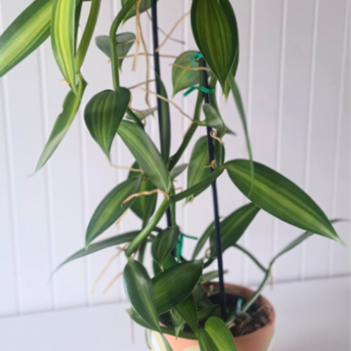 Vanilla planifolia 'Variegata' - Orchidée Plant de Vanille