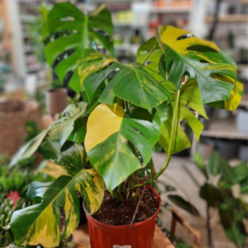 Monstera deliciosa 'Aurea'