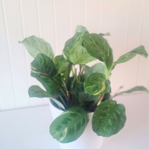 Marantha leuconeura 'Kerchoveana Variegata'