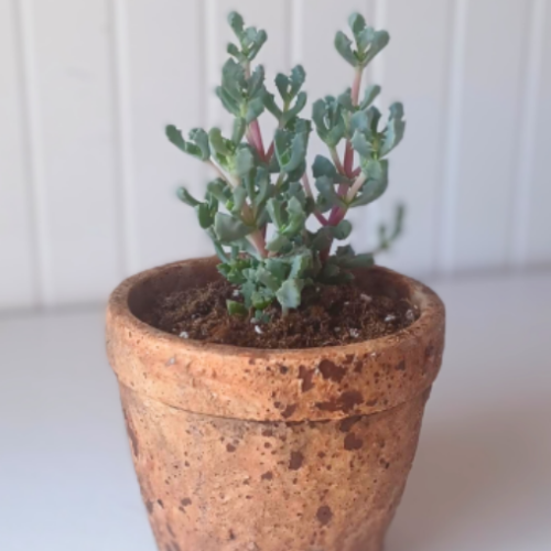Lampranthus deltoides - 3.5"