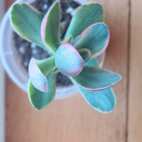 Crassula swaziensis 'Variegata'