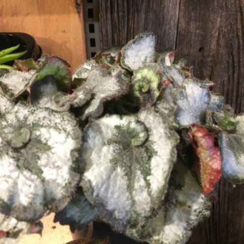 Begonia Rex 'Princess of Hanover' Type Escargot