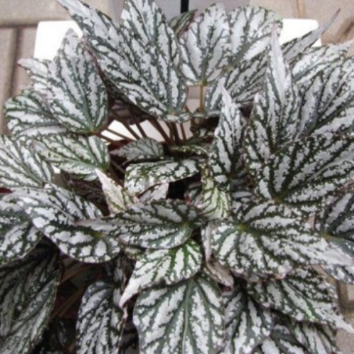 Begonia Rex 'Jolly Silver' - Bégonia Royal