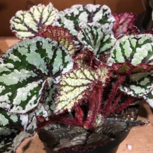 Begonia Rex 'Fedor' - Bégonia Royal