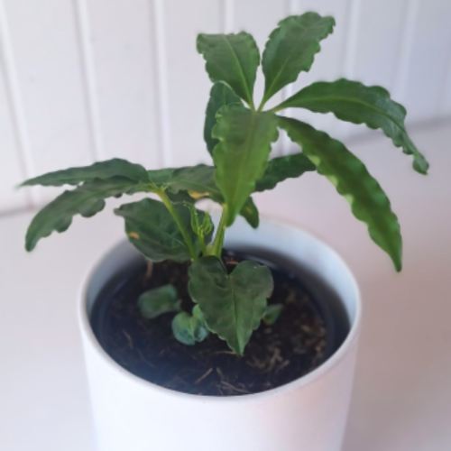 Anthurium polyschistum