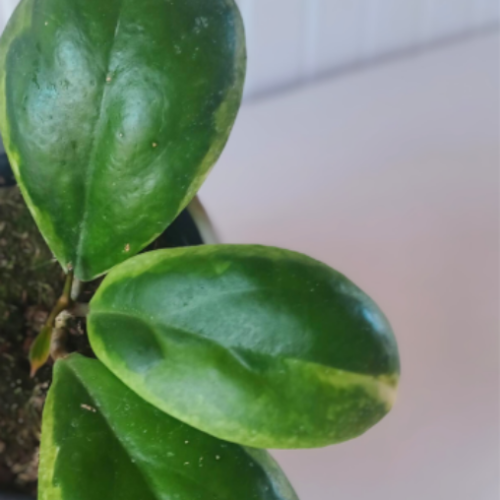 Hoya incrassata 'Variegata'