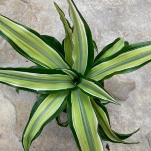 Dracaena x 'Malaika Lime' - Dragonnier - 4''