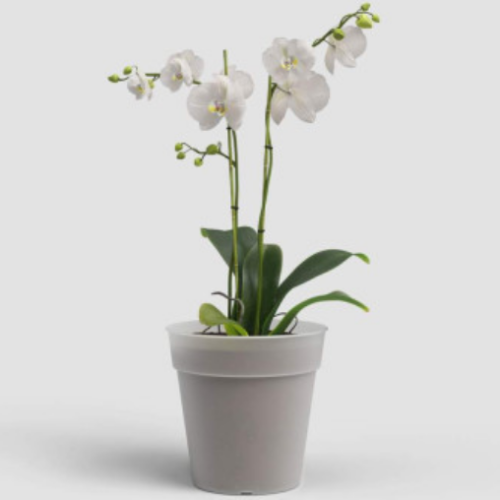 Pot de croissance pour orchidée transparent - Madagascar