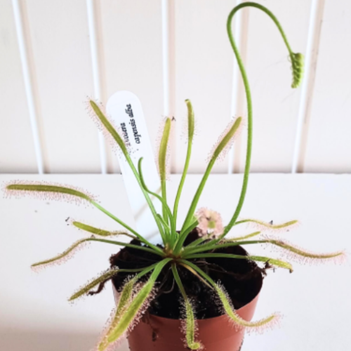 Drosera  Capensis Alba - Plante carnivore