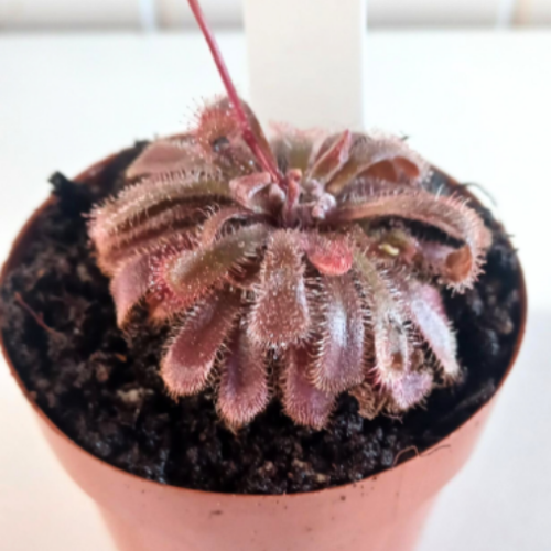 Drosera  'Aliciae' - Plante carnivore