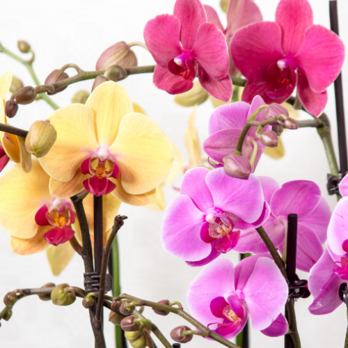 Phalaenopsis 'Magnifica 3 tiges'