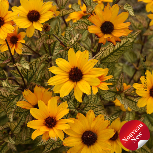 Heliopsis 'Touch of Blush' - 2g
