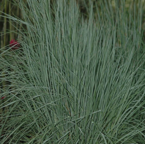 Schizachirium scoparium 'The Blues'