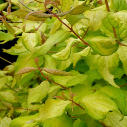Kolkwitzia amabilis 'Dream Catcher' -  2g