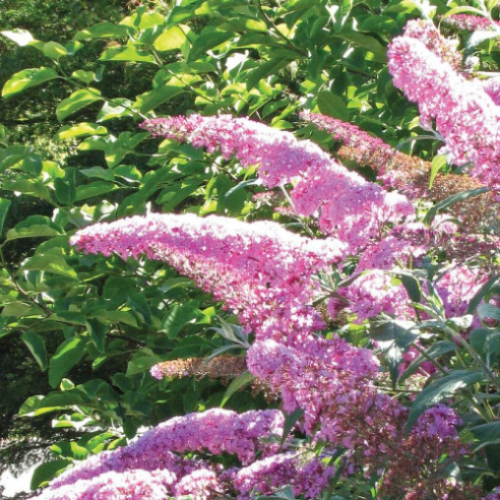 Buddleia davidii 'Pink Delight' - 2g