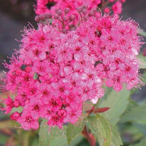 Spiraea japonica 'Neon Flash' - 2g