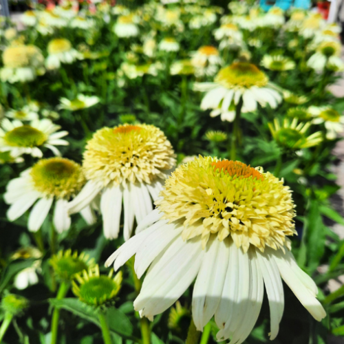 Échinacea 'Vanilla Drip' - 1g