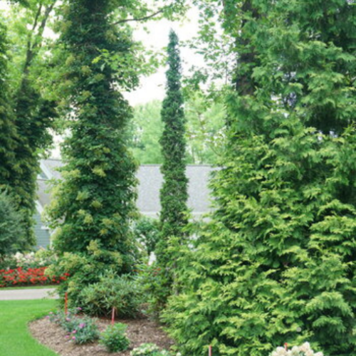 Thuja occidentalis 'Sting' -2g