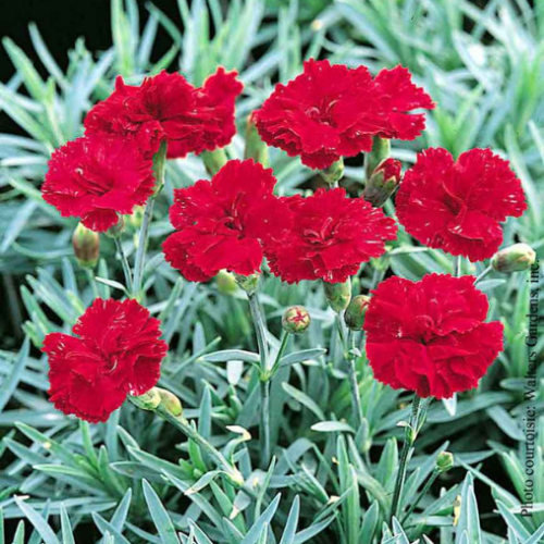Dianthus 'Frosty Fire'