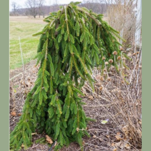 Picea abies 'Pendula' 