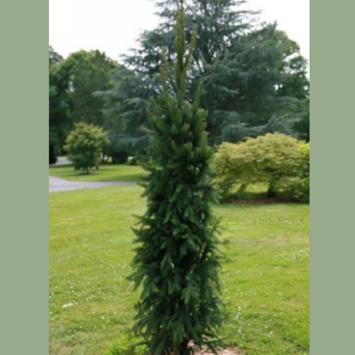Picea abies 'Cupressina'