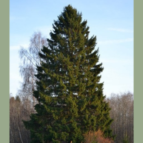 Picea abies